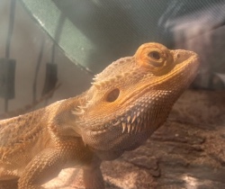 rehoming reptiles (2 x’s bearded dragons, fire ski