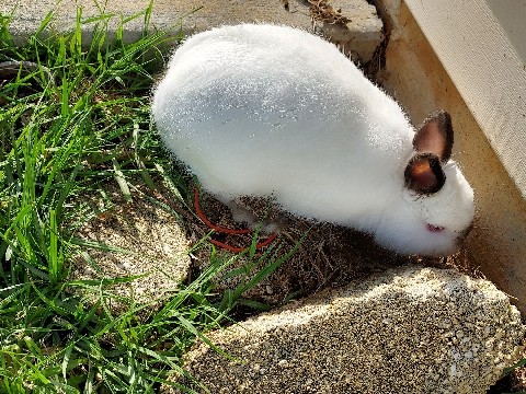 neverland dwarf rabbit 