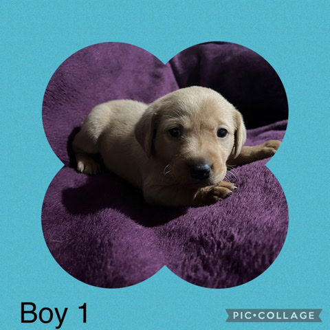 Labrador Retriever β fox red Labrador puppies