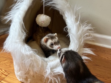 Standard Ferret – ferrets – Loganville