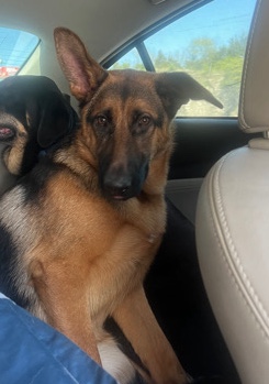 German Shepherd – German shepherd for sale st.Louis