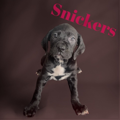 Cane Corso/ Presa Canario Mixed Pup -Snickers
