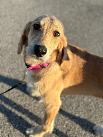 Redbone Coonhound – Puppy