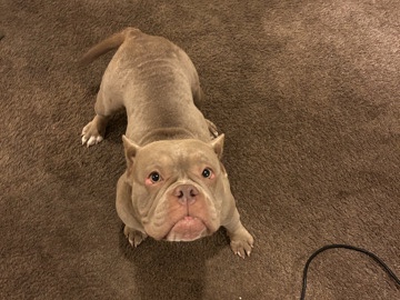 American Bulldog – American bully female – Sunrise