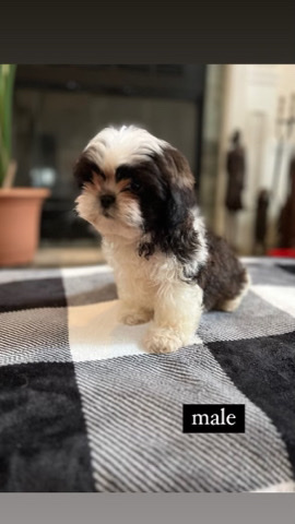 Shih Tzu – puppy !