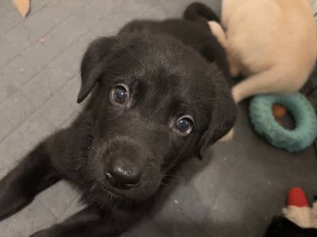 German Shepherd – German Sheprador Puppies