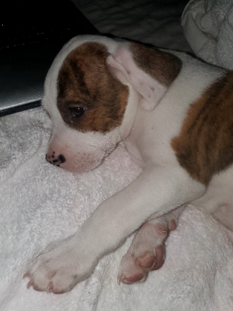 Bull Terrier – staffshire bull terrior/brindle