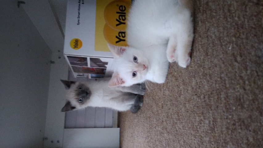 mixed bread  biritsh short hair and himalayan cats