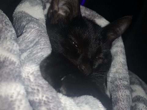 American Shorthair – Raven(black cat) 35$ everything included