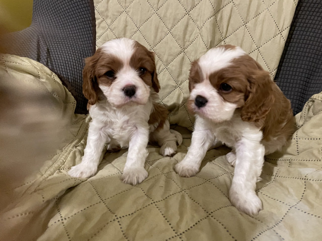 Stunning Cavalier King Charles Spaneil Puppies 