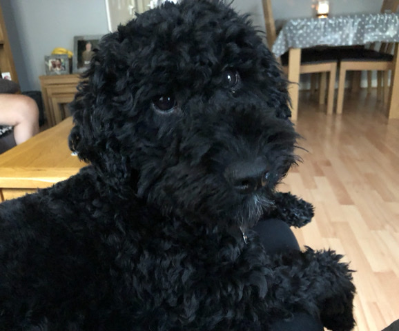 English Cocker Spaniel – Male Cockapoo for Sale