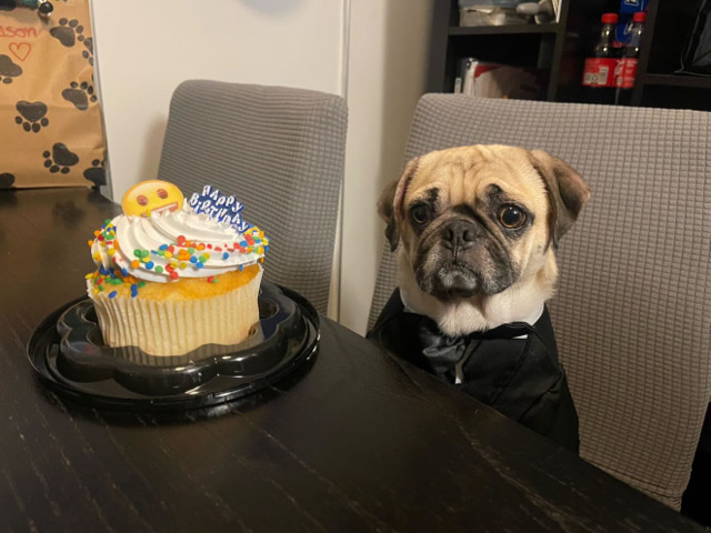 Pug – Friendly 6-Year-Old Pug for Rehoming in Long Beach – Grand Terrace