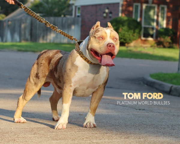 American Bulldog – Xl american bully