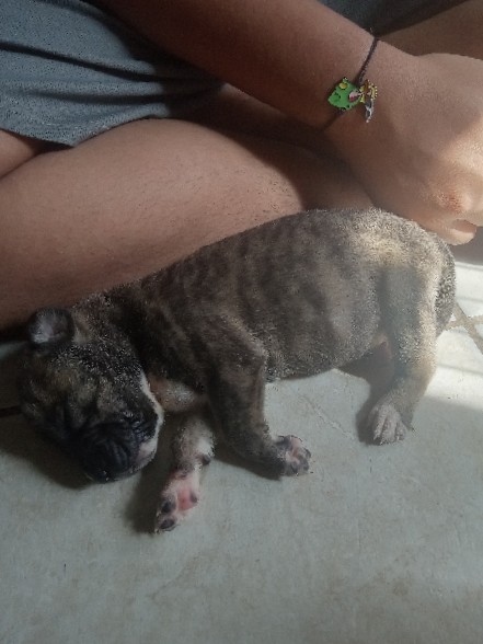 German Shepherd – RE-HOMiNG German Shepard mix/Cane Corso & Pit