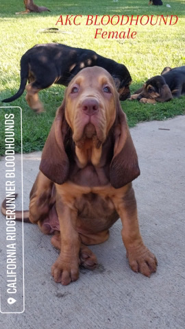 Akc bloodhound 