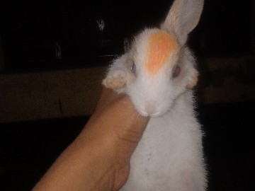 रैबिट rabbit – Karuwa