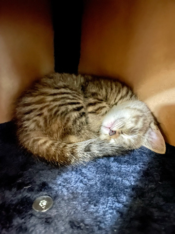 kittens