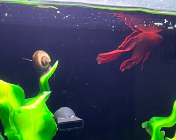 Betta – Betta fish and 2 snails. With 5g tank