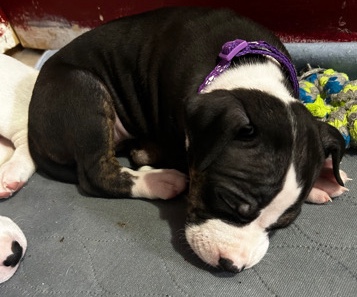 American Pit Bull Terrier – puppies for sale