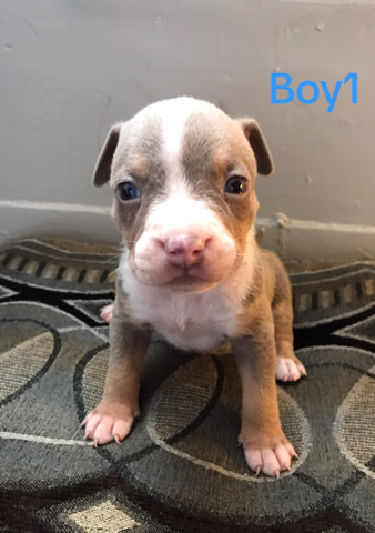 American Pit Bull Terrier – male pocket bully pup