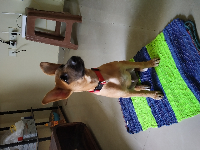 Belgian Shepherd Dog (Malinois) – 4 months old male Belgian Malinois for Adoption