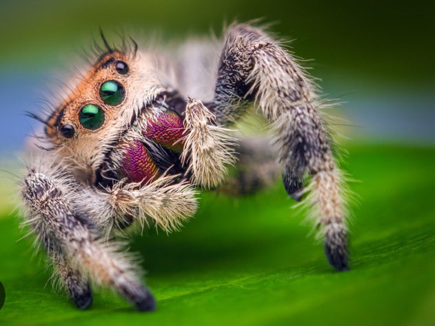 Regal Jumping Spiders – Manchester