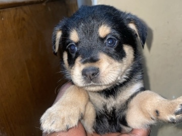 Rottweiler – rotty