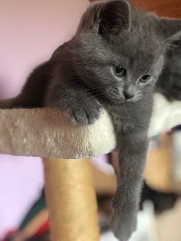 British Shorthair – bkh kitten
