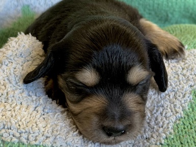 Dachshund – Longhair mini dachshund Black and cream boy 2 – Montrose