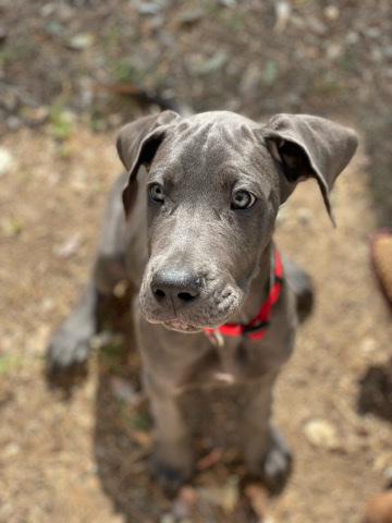 Great Dane – Great Dane puppy