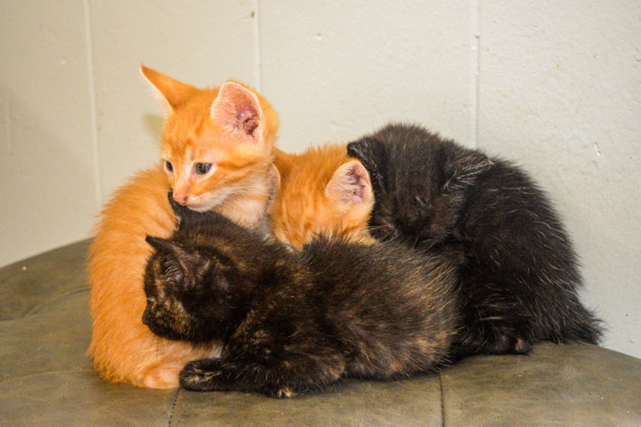 kittens for sale