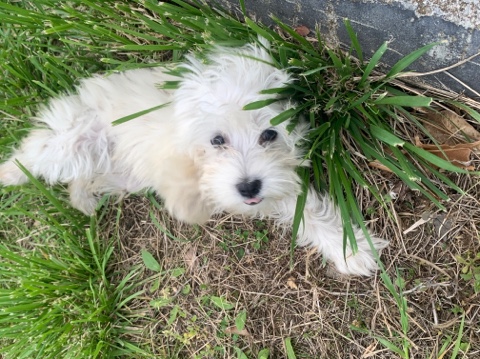 Miniature Schnauzer – Mini schnauzer cute (Lilly)