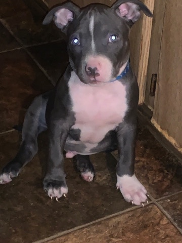 Bulldog – xl bully pups