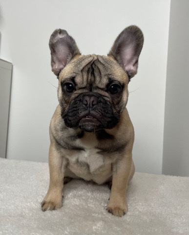 French Bulldog – French bulldogs