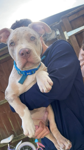 American Bulldog – Platinum Merle XL Bully