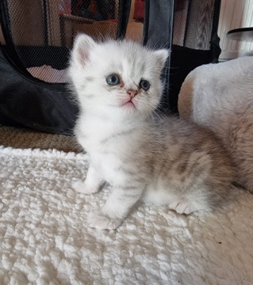 Persian (Modern) – Stunning persian/ british blue kittens.