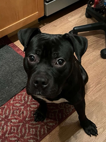 American Pit Bull Terrier – Pitbul for Sale