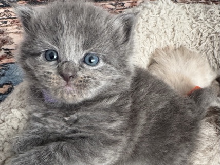 British Shorthair – British Shorthair Cat – Liverpool