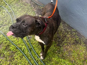Boxer – boxer in need of a home – North Miami