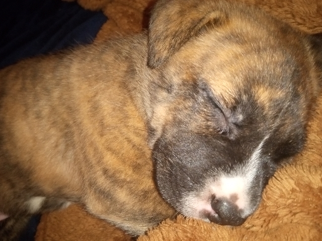 American Bulldog – perfect puppy