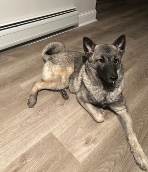 Norwegian Elkhound – norwegian elkhound puppy for sale