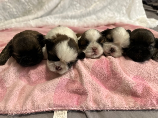 Shih Tzu – Toy AKC Shih Tzu-Thanksgiving Special!