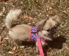 take Bella home today 