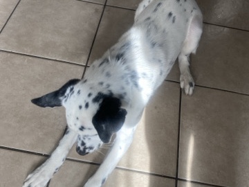 Dalmatian – Friendly Dalmatian Puppy for Sale – 5 Months Old in Las Vegas – Las Vegas