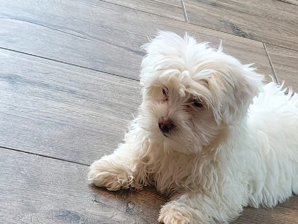 Maltese – 4 monate alter Malteser sucht Zuhause – Meppen