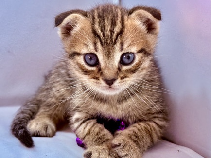 Scottish Fold – Zakie