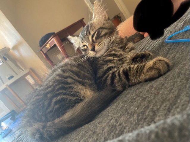 Maine Coon – Pure bred mainecoons kittens 4 sale