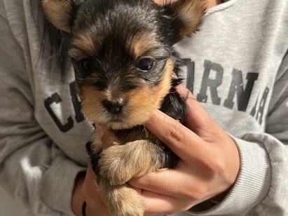 Yorkshire Terrier – full breed Yorkshire terrier – Jacksonville