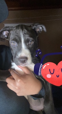 American Pit Bull Terrier – 8 puppy litter for sale