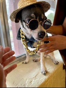 Chihuahua β blue haired chihuahua